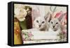 Siamese Cats-null-Framed Stretched Canvas