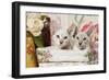Siamese Cats-null-Framed Photographic Print