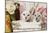 Siamese Cats-null-Mounted Photographic Print