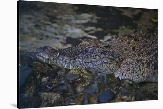 Siamese Crocodile-Craig Lovell-Stretched Canvas