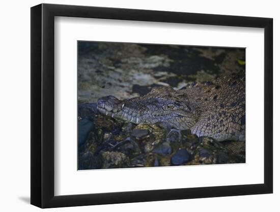 Siamese Crocodile-Craig Lovell-Framed Premium Photographic Print