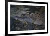 Siamese Crocodile-Craig Lovell-Framed Photographic Print