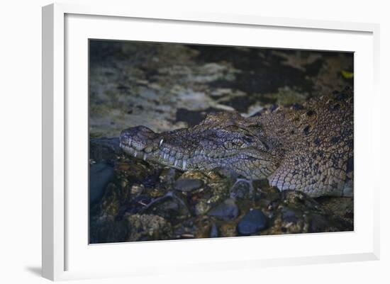 Siamese Crocodile-Craig Lovell-Framed Photographic Print