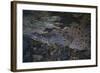 Siamese Crocodile-Craig Lovell-Framed Photographic Print