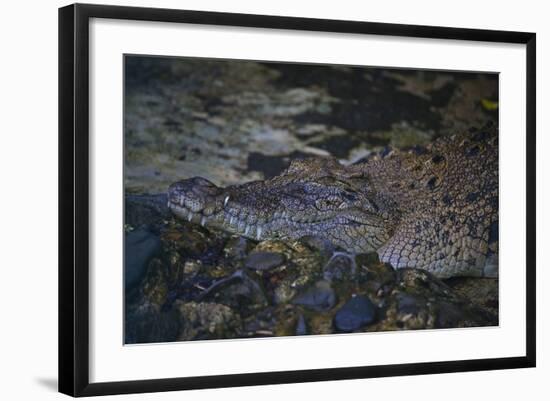 Siamese Crocodile-Craig Lovell-Framed Photographic Print