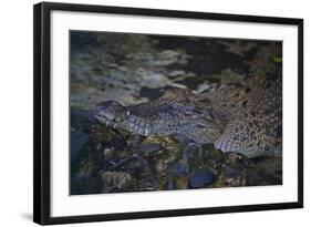 Siamese Crocodile-Craig Lovell-Framed Photographic Print