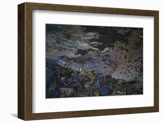 Siamese Crocodile-Craig Lovell-Framed Photographic Print