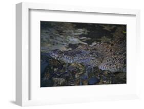 Siamese Crocodile-Craig Lovell-Framed Photographic Print