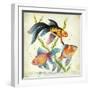 Siamese Fighting Fish Betta Splendens-null-Framed Giclee Print