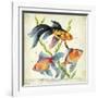 Siamese Fighting Fish Betta Splendens-null-Framed Giclee Print