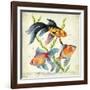 Siamese Fighting Fish Betta Splendens-null-Framed Giclee Print