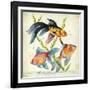 Siamese Fighting Fish Betta Splendens-null-Framed Giclee Print