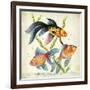 Siamese Fighting Fish Betta Splendens-null-Framed Giclee Print