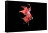 Siamese Fighting Fish Red Form Male Displaying Front View-null-Framed Stretched Canvas