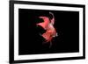 Siamese Fighting Fish Red Form Male Displaying Front View-null-Framed Photographic Print