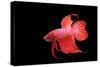 Siamese Fighting Fish Red Form Male, Full Display-null-Stretched Canvas