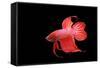 Siamese Fighting Fish Red Form Male, Full Display-null-Framed Stretched Canvas