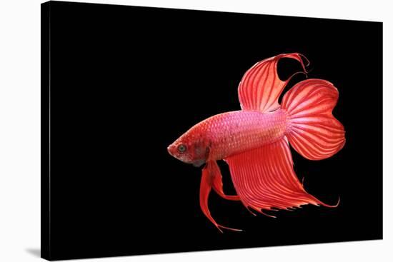 Siamese Fighting Fish Red Form Male, Full Display-null-Stretched Canvas