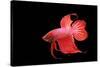 Siamese Fighting Fish Red Form Male, Full Display-null-Stretched Canvas