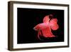 Siamese Fighting Fish Red Form Male, Full Display-null-Framed Photographic Print