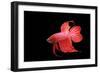 Siamese Fighting Fish Red Form Male, Full Display-null-Framed Photographic Print