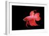 Siamese Fighting Fish Red Form Male, Full Display-null-Framed Photographic Print