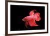 Siamese Fighting Fish Red Form Male, Full Display-null-Framed Photographic Print