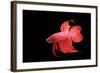 Siamese Fighting Fish Red Form Male, Full Display-null-Framed Photographic Print