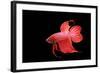 Siamese Fighting Fish Red Form Male, Full Display-null-Framed Photographic Print