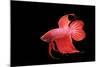 Siamese Fighting Fish Red Form Male, Full Display-null-Mounted Photographic Print