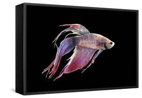 Siamese Fighting Fish-null-Framed Stretched Canvas