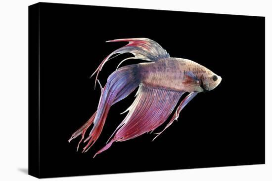 Siamese Fighting Fish-null-Stretched Canvas