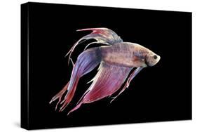 Siamese Fighting Fish-null-Stretched Canvas