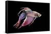 Siamese Fighting Fish-null-Framed Stretched Canvas