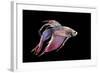 Siamese Fighting Fish-null-Framed Photographic Print