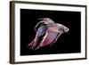 Siamese Fighting Fish-null-Framed Photographic Print