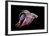 Siamese Fighting Fish-null-Framed Photographic Print