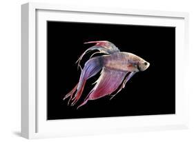 Siamese Fighting Fish-null-Framed Photographic Print