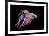 Siamese Fighting Fish-null-Framed Photographic Print