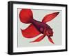 Siamese Fighting Fish-null-Framed Giclee Print