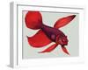 Siamese Fighting Fish-null-Framed Giclee Print