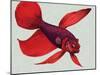 Siamese Fighting Fish-null-Mounted Giclee Print