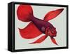 Siamese Fighting Fish-null-Framed Stretched Canvas