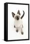 Siamese Kitten, 10 Weeks, Looking Up-Mark Taylor-Framed Stretched Canvas