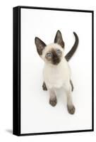 Siamese Kitten, 10 Weeks, Looking Up-Mark Taylor-Framed Stretched Canvas