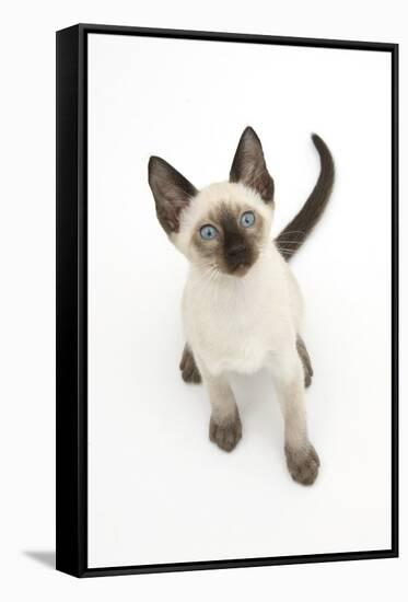 Siamese Kitten, 10 Weeks, Looking Up-Mark Taylor-Framed Stretched Canvas