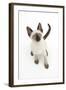 Siamese Kitten, 10 Weeks, Looking Up-Mark Taylor-Framed Premium Photographic Print