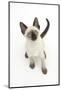 Siamese Kitten, 10 Weeks, Looking Up-Mark Taylor-Mounted Photographic Print