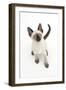 Siamese Kitten, 10 Weeks, Looking Up-Mark Taylor-Framed Photographic Print