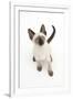 Siamese Kitten, 10 Weeks, Looking Up-Mark Taylor-Framed Photographic Print